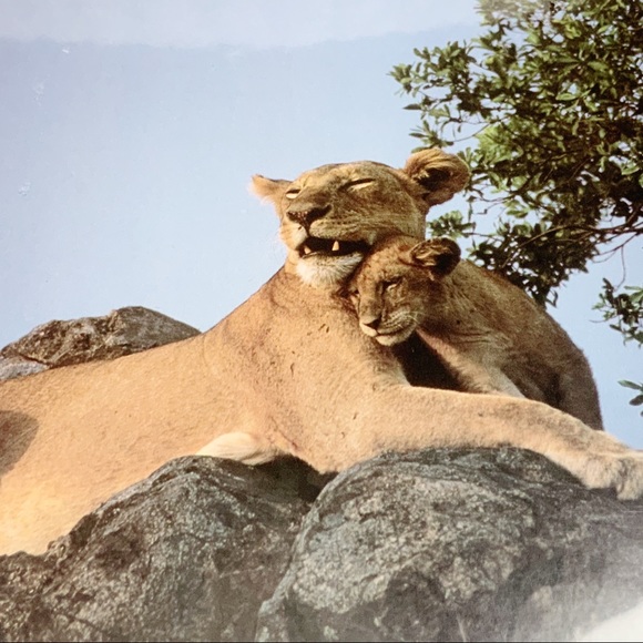 Northwest Publishing Corp 1999 lioness with cub print - Picture 2 of 5